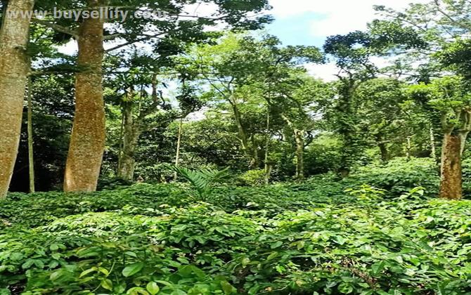 BEAUTIFUL COFFEE , VENNILA & AVACODA FARM LAND FOR SALE IN DINDUGUL