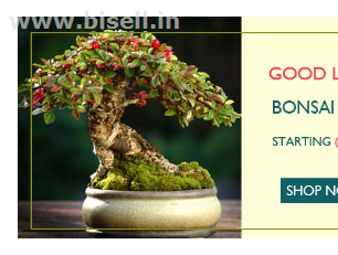 Bonsai Tree Online