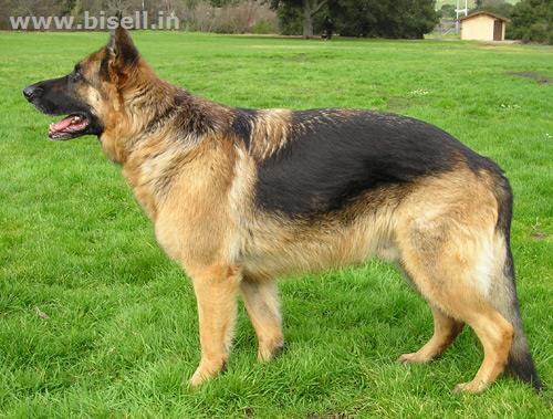 Buy German Shepherd Puppies Online India call: +91 8053331722 www.petshomey.com