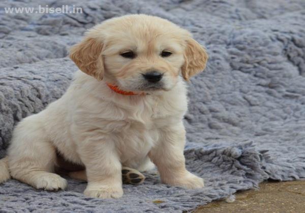 Buy Golden Retriever Puppies Online India call: +91 8053331722 www.petshomey.com