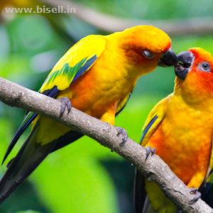 Buy Pet Birds Online India call: +91 8053331722 www.petshomey.com