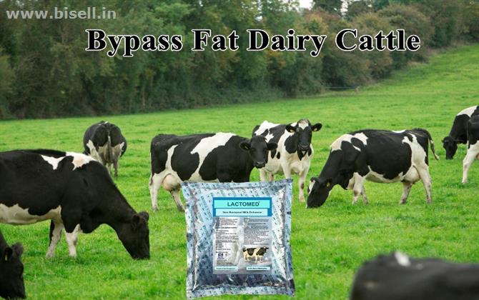 Bypass fat dairy cattle