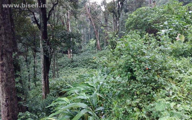 CARDAMOM ESTATE FOR SALE ON NH NEAR BODI METTU