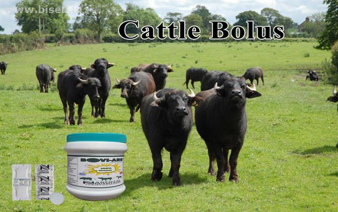 Cattle Bolus