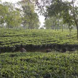 CTC Tea Garden is on Sell in Darjeeling and Dooars