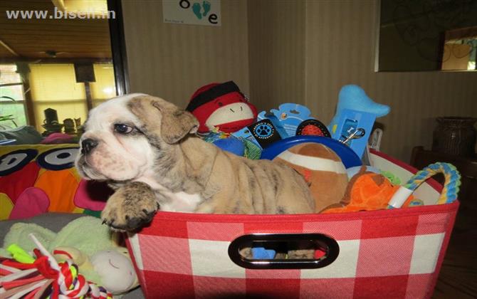 English Bulldog Puppies Male And Female For Adoption