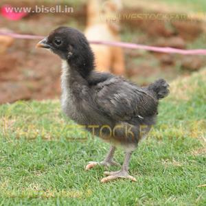 Kadaknath Poultry Farm, KB Livestock Farm, kadaknath chicken for sell	