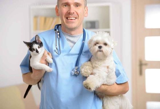 Online Cat Doctor India call: +91 8053331722 www.petshomey.com