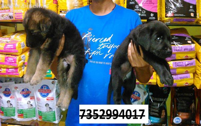 pet puppis dogs at 7352994017