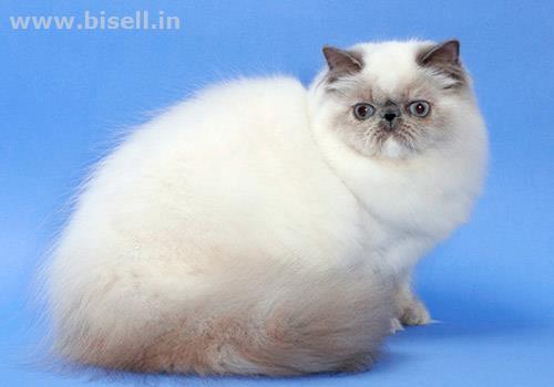 Pet Shops for Cats call: +91 8053331722 www.petshomey.com