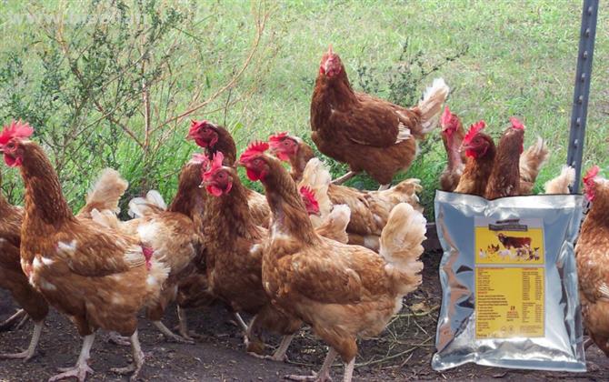 Poultry Feed Supplements