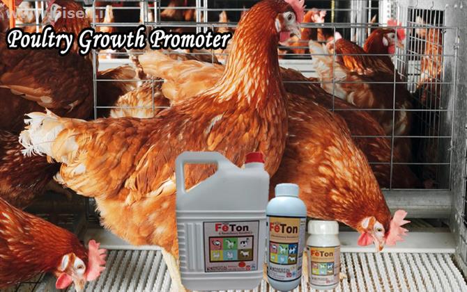 Poultry Growth Promoter